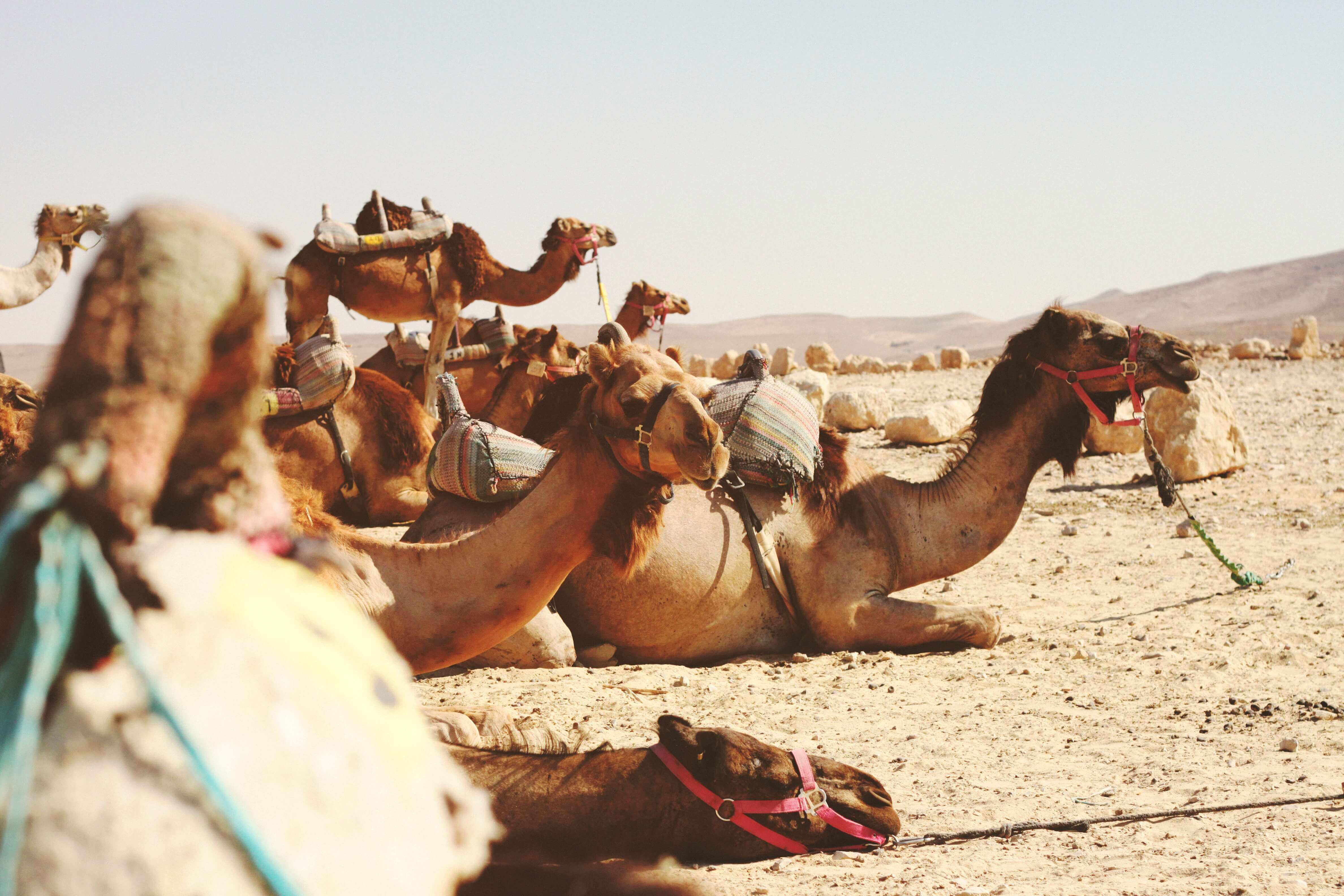 Kamele im Wüstensand